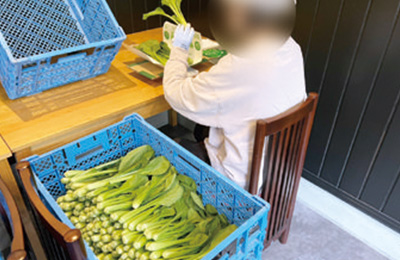野菜出荷軽作業